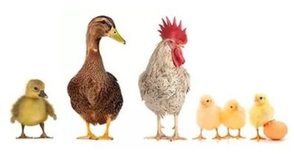 A közös tartalma csirkék és kacsák a tyúkól