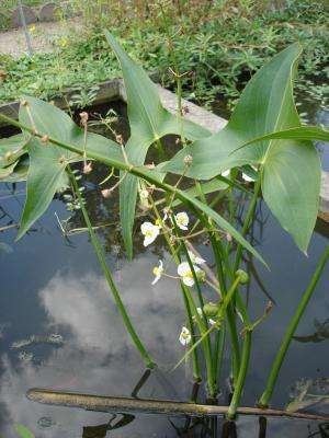 Arrowhead közönséges (Bog) - leírása vízinövény fotókkal
