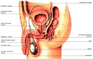 A szerkezet a hím reproduktív szervek