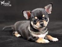 Titkok az eredete a Chihuahua - amennyiben ezeket a szép kutyákat
