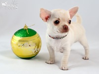 Titkok az eredete a Chihuahua - amennyiben ezeket a szép kutyákat