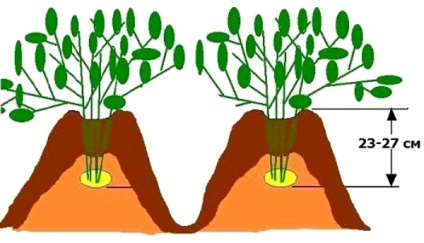 burgonya ültetése technológia áttekintése, típusai és méltóság