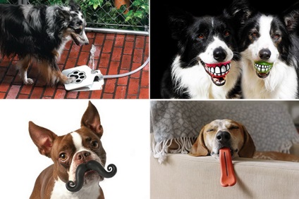 Top 10 szokatlan kiegészítők kutyáknak