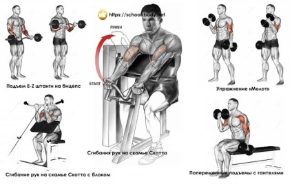 Az 5 leghatékonyabb gyakorlat bicepsz edzéstervhez