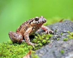 Gyepi béka, közös béka (Rana temporaria) Photo Biology szaporítása