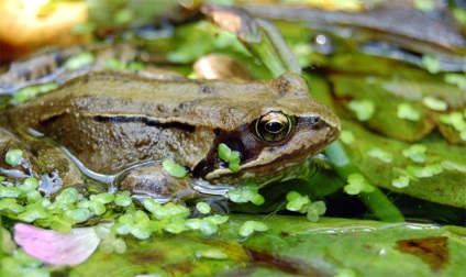 Gyepi béka, közös béka (Rana temporaria) Photo Biology szaporítása