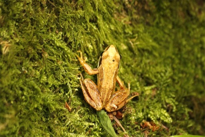 Gyepi béka, közös béka (Rana temporaria) Photo Biology szaporítása