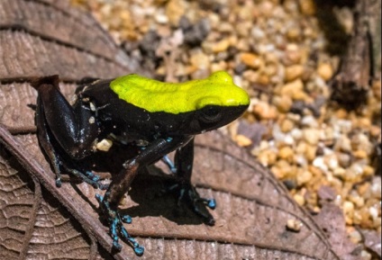 Gyepi béka, közös béka (Rana temporaria) Photo Biology szaporítása