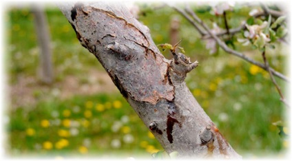 Crack cseresznye - fa kezelése és megelőzése