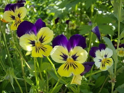Tricolor lila gyógyszer tulajdonságait és ellenjavallatok