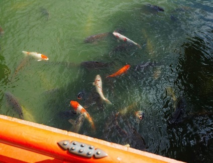 Három híres kertek Japán (Koraku-en Garden (Okayama)) Három híres kertek Japán