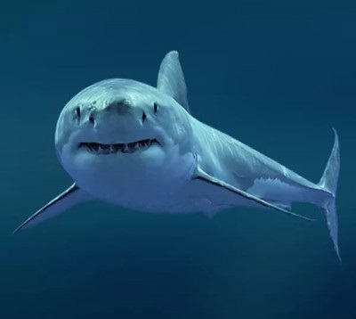 A tudósok cápa helyettesíti a nyelvet a vállak