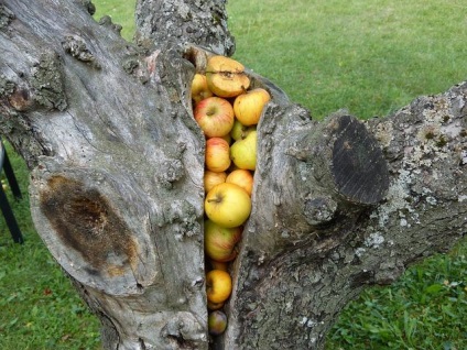 Eltávolítása a régi almafa saját - oh! Cottage 100 tippeket az alku
