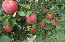 Eltávolítása a régi almafa saját - oh! Cottage 100 tippeket az alku