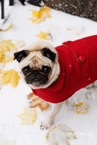 Mopsz vált a hely mászni gyapjú (gyapjú) Mopsz vált a hely mászni gyapjú