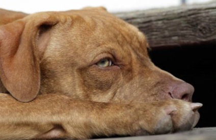 A kutya pikkelyes bőr egy táblázat a tünetek és kezelések