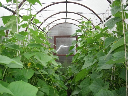 Gondozása uborka az üvegházban, és hogyan kell vigyázni a talajelőkészítés talajtakaró, ha ültetés melegházban
