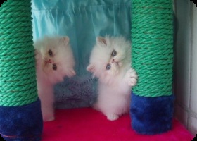 Gondozása Perzsa kiscicák