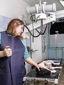 Állatorvosi rendelő, gyógyszertár és Pet szőrtelenítés szolgáltatások Ló hű barátok a Viborg kerületben
