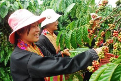 Vietnami kávé fajták és receptek