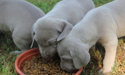 Weimari - Breed leírás, karakter, ellátás