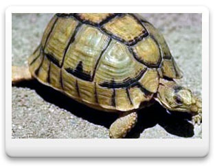 Sajátosságait a teknősök
