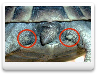 Sajátosságait a teknősök