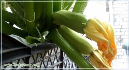 Növekvő cukkini az országban, ápolási receptek, a helyszínen a kertben, ház és a szobanövények
