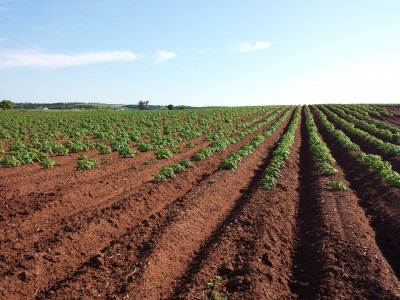 Burgonya termesztése magról ültetés és gondozás