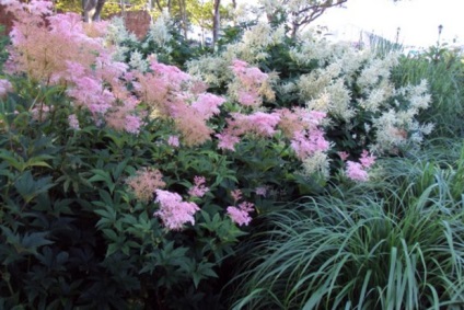 Termesztése meadowsweet (gyöngyvessző) általános szabályai az ültetés és gondozás