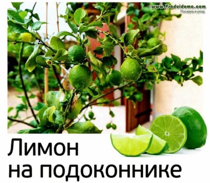 citrom termesztése az ablakpárkányon otthon, a helyszínen a kertben, ház és a szobanövények