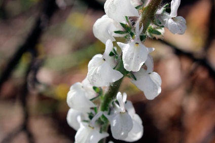 Termesztés tátika - ültetés és gondozás a kertben, ültetés snapdragons palántákat nyílt terepen