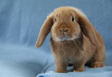 Висловухий декоративний кролик догляд та утримання, фото і відео