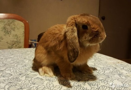 Висловухий декоративний кролик догляд та утримання, фото і відео