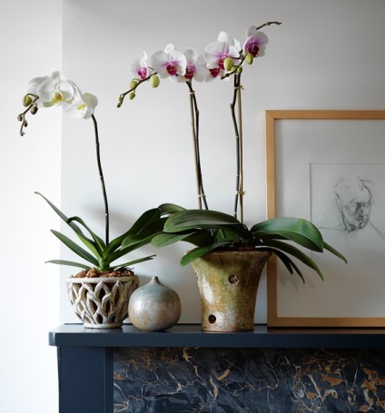 Egy cserepes növény orchidea tippeket és típusú edények