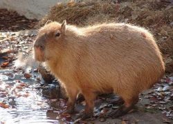 Vízidisznó capybara (capybara) capybara capybara