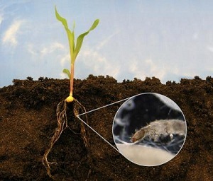 Kártevők szobanövények (Small Tulajdonságok pest) kártevők szobanövények