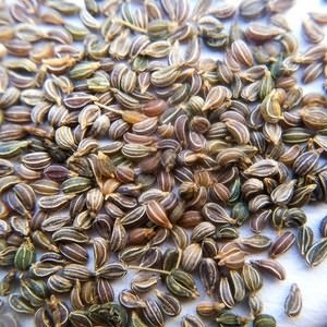 Lő idő petrezselyem (petrezselyem ültetés talaj) Lő petrezselyem Idő
