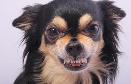 Minden, amit tudni kell a fogak Chihuahua