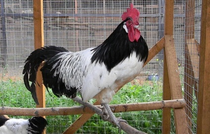 Jellemzők és csirke fajta lakenfelder leírás, jellemzők és gondozás
