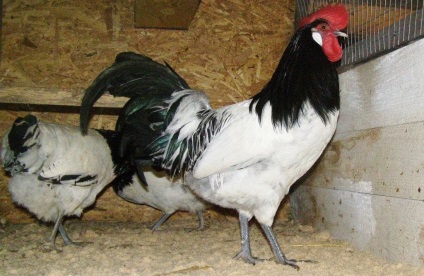 Jellemzők és csirke fajta lakenfelder leírás, jellemzők és gondozás