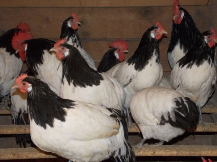 Jellemzői a fajta csirkék lakenfelder és különösen annak tartalmát
