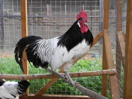 Jellemzői a fajta csirkék lakenfelder és különösen annak tartalmát