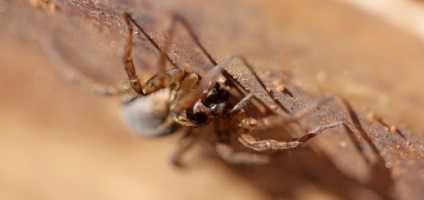 Ragadozó fly rablólégyfélék - Mikhail Sokolov