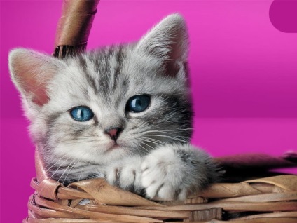 Chlamydia macskák és kiscicák tünetek és kezelési rend