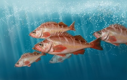 Mérgező és veszélyes halak vörös tengeri fotót nevét és leírását (a szezonban 2017)