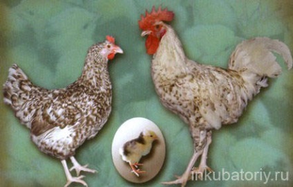 Egg fajta csirke, vidéki élet (csirke fajta) Egg fajta csirke, vidéki élet