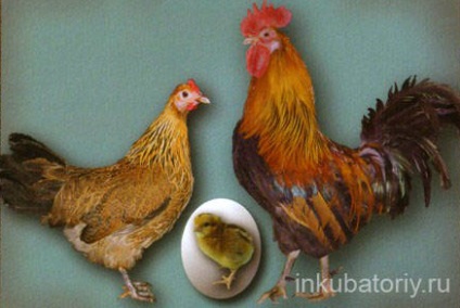 Egg fajta csirke, vidéki élet (élősúly csirkék) Egg fajta csirke, vidéki élet