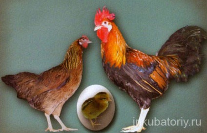 Egg fajta csirke, vidéki élet (a fajta tyúkok tojás irány) Egg fajta csirke, vidéki élet