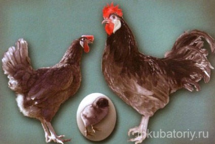 Egg fajta csirke, vidéki élet (csirke kakasok tojástermelés) Egg fajta csirke, vidéki élet